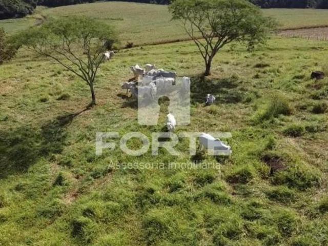Sítio e chácara venda em Região Geográfica Imediata de Londrina, Sertanópolis