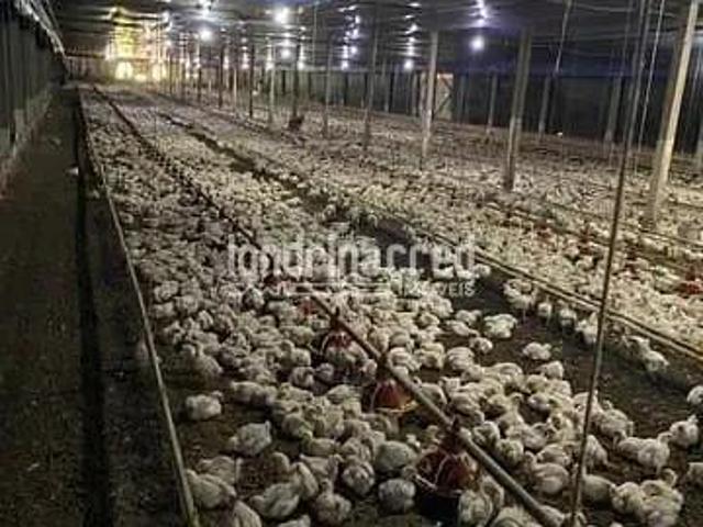 Sítio e chácara venda em Região Geográfica Imediata de Londrina, Tamarana