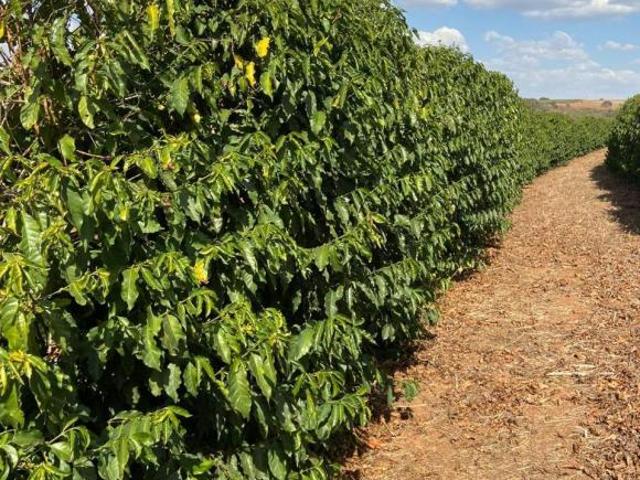 Sítio e chácara venda em Região Geográfica Imediata de Três Corações, Três Corações