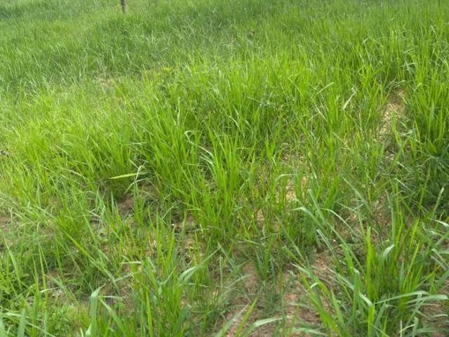 Sítio e chácara venda em Região Geográfica Imediata de Curvelo, Três Marias