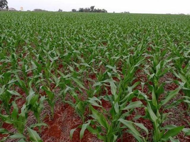 Sítio e chácara venda em Turvo, Região Geográfica Intermediária de Guarapuava