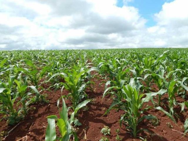 Sítio e chácara venda em Turvo, Região Geográfica Intermediária de Guarapuava