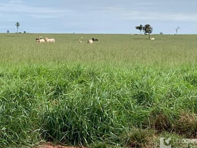 Sítio e chácara venda em Região Geográfica Imediata de Uberlândia, Oliveira Fortes