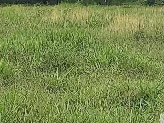 Sítio e chácara venda em Região Geográfica Imediata de Uberlândia, Oliveira Fortes