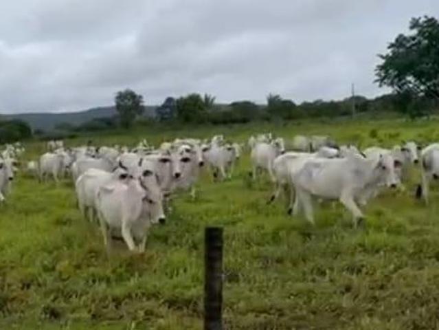 Sítio e chácara venda em Região Geográfica Imediata de Pirapora, Várzea da Palma