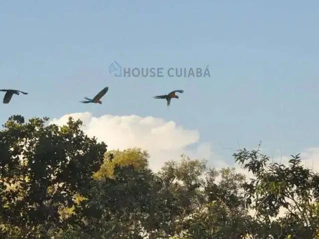 Fazenda venda em Região Geográfica Imediata de Cuiabá, Região Metropolitana do Vale do Rio Cuiabá