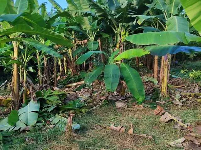 Fazenda venda em Região Geográfica Imediata de Cuiabá, Região Metropolitana do Vale do Rio Cuiabá