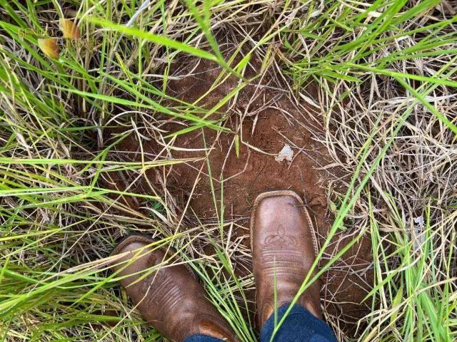 Fazenda venda em Região Geográfica Imediata de Cuiabá, Região Metropolitana do Vale do Rio Cuiabá