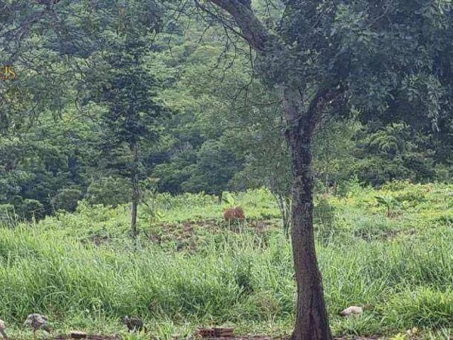 Fazenda venda em Chapada dos Guimarães, Região Geográfica Intermediária de Cuiabá
