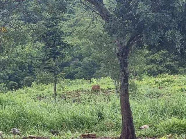 Fazenda venda em Região Geográfica Imediata de Cuiabá, Região Metropolitana do Vale do Rio Cuiabá