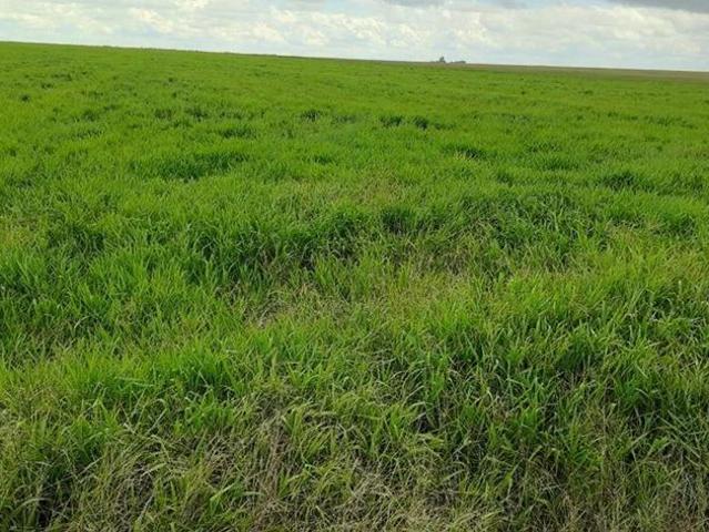 Fazenda venda em Chapada Gaúcha, Região Geográfica Intermediária de Montes Claros