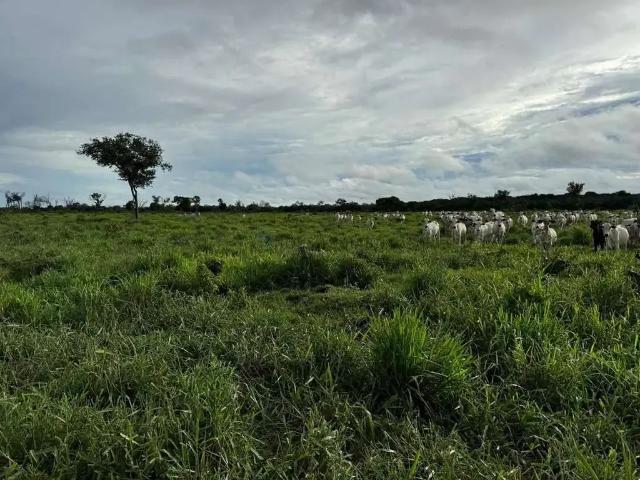 Fazenda venda em Cocalinho, Região Geográfica Intermediária de Barra do Garças