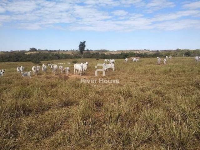 Sítio e chácara venda em Região Geográfica Imediata de Cuiabá, Nobres