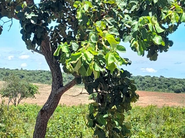 Fazenda venda em Região Geográfica Imediata de Sete Lagoas, Cordisburgo
