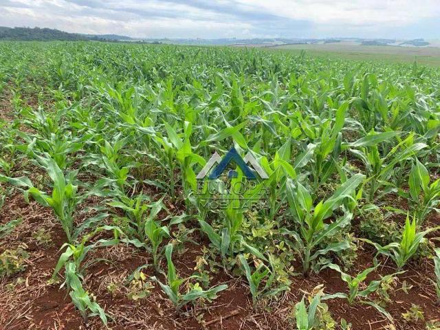 Fazenda venda em Região Geográfica Imediata de Cornélio Procópio-Bandeirantes, Cornélio Procópio