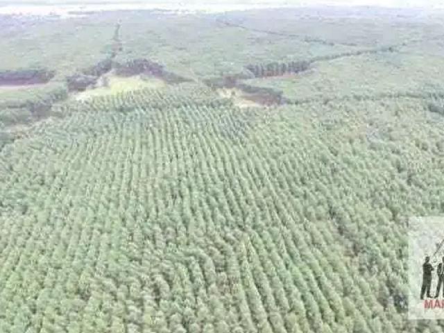 Fazenda venda em Região Geográfica Imediata de Patrocínio, Coromandel