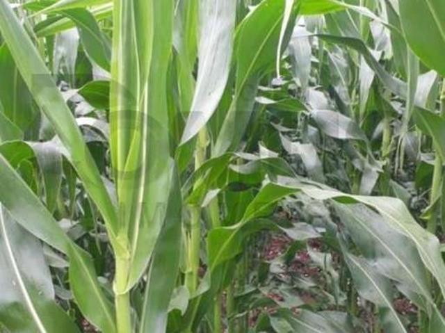 Fazenda venda em Coronel João Sá, Região Nordeste