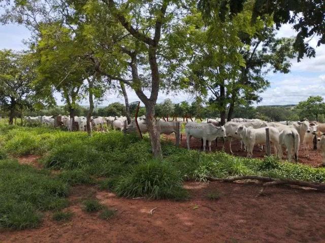 Fazenda venda em Região Geográfica Imediata de Coxim, Coxim