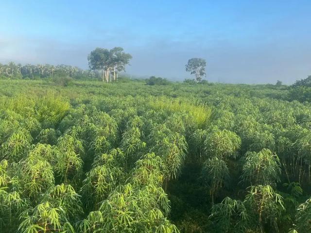 Fazenda venda em Região Geográfica Imediata de Cuiabá, Região Metropolitana do Vale do Rio Cuiabá