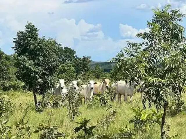 Fazenda venda em Região Geográfica Imediata de Cuiabá, Região Metropolitana do Vale do Rio Cuiabá