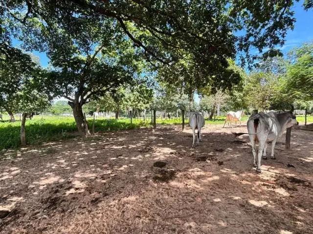 Fazenda venda em Região Geográfica Imediata de Cuiabá, Região Metropolitana do Vale do Rio Cuiabá