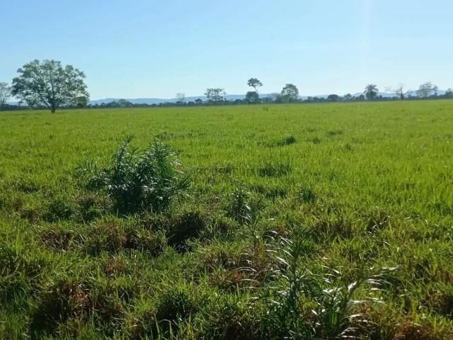 Fazenda venda em Região Geográfica Imediata de Cuiabá, Região Metropolitana do Vale do Rio Cuiabá