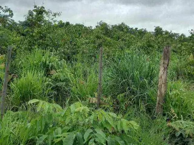 Fazenda venda em Região Geográfica Imediata de Cuiabá, Região Metropolitana do Vale do Rio Cuiabá