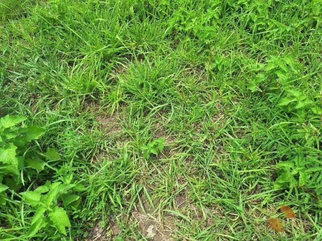 Fazenda venda em Região Geográfica Imediata de Cuiabá, Região Metropolitana do Vale do Rio Cuiabá