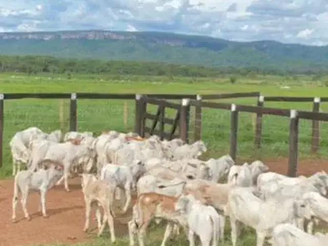 Fazenda venda em Região Geográfica Imediata de Cuiabá, Região Metropolitana do Vale do Rio Cuiabá