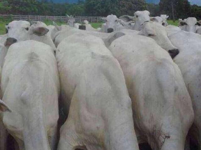 Fazenda venda em Araés, Cuiabá
