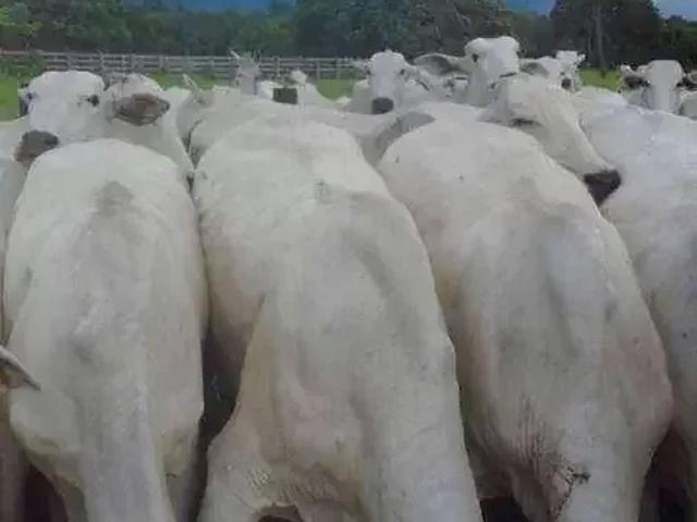 Fazenda venda em Região Geográfica Imediata de Cuiabá, Região Metropolitana do Vale do Rio Cuiabá
