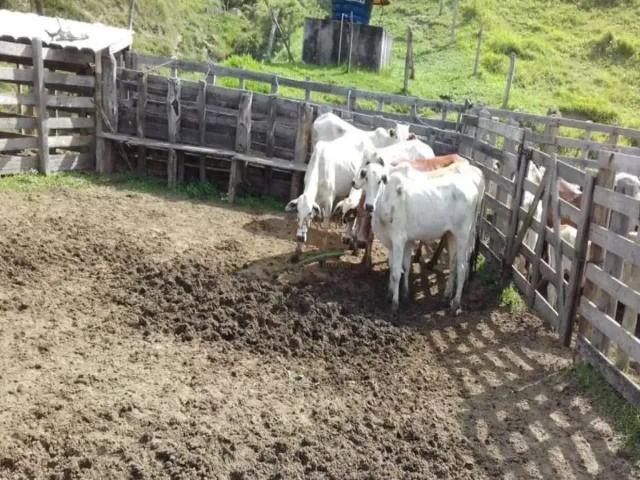 Fazenda venda em Região Imediata de Guaratinguetá, Região Metropolitana do Vale do Paraíba e Litoral Norte