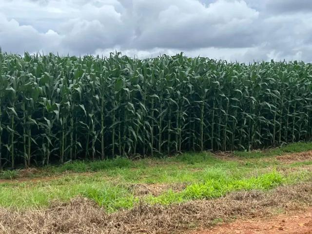 Fazenda venda em Região Geográfica Imediata de Curvelo, Curvelo