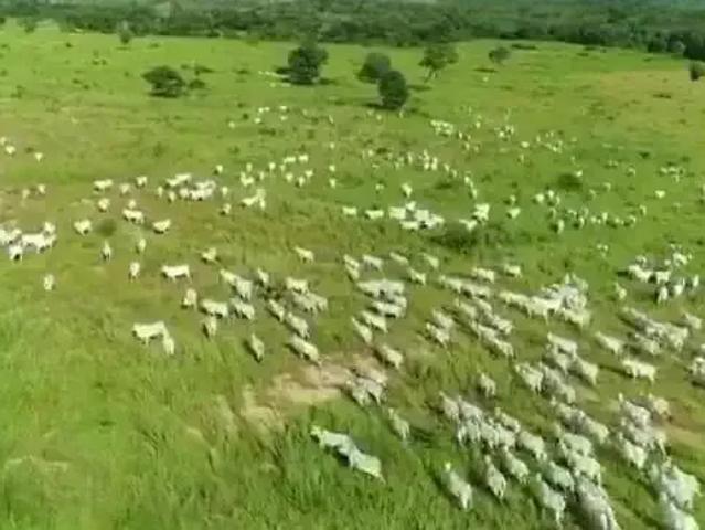 Fazenda venda em Região Geográfica Imediata de Posse-Campos Belos, Damianópolis