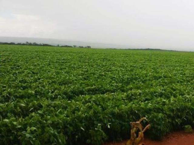 Sítio e chácara venda em Região Geográfica Imediata de Diamantino, Diamantino
