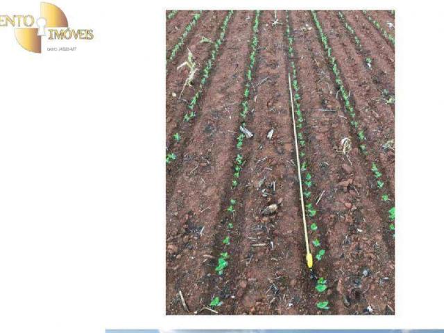 Fazenda venda em Diamantino, Região Geográfica Intermediária de Cuiabá