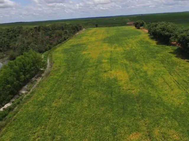 Fazenda venda em Região Geográfica Imediata de Paraíso do Tocantins, Divinópolis do Tocantins