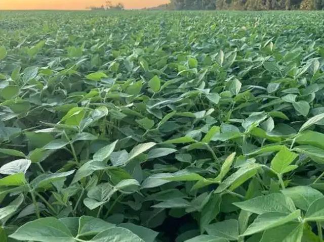 Fazenda venda em Região Geográfica Imediata de Novo Hamburgo - São Leopoldo, Região Metropolitana de Porto Alegre