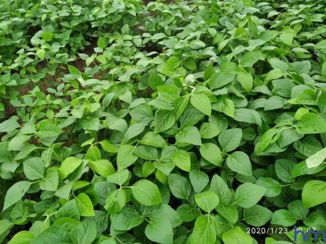 Fazenda venda em Região Geográfica Imediata de Jataí-Mineiros, Doverlândia