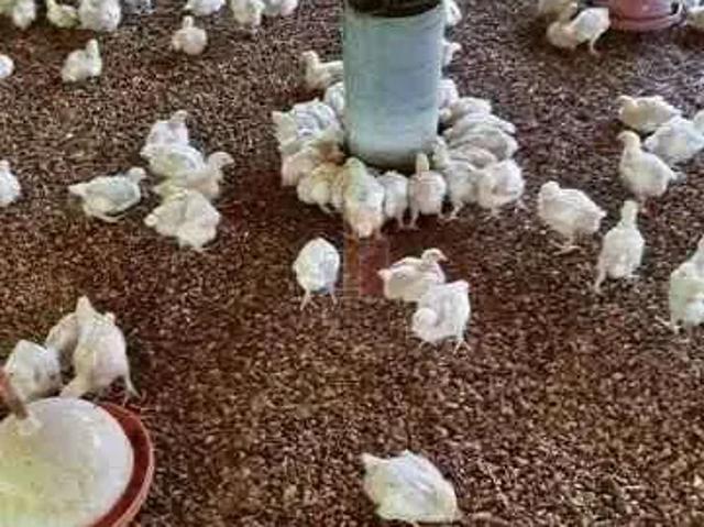 Fazenda venda em Região Imediata de Bauru, Duartina