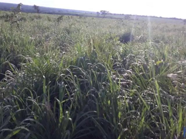 Fazenda venda em Região Geográfica Imediata de Gurupi, Dueré