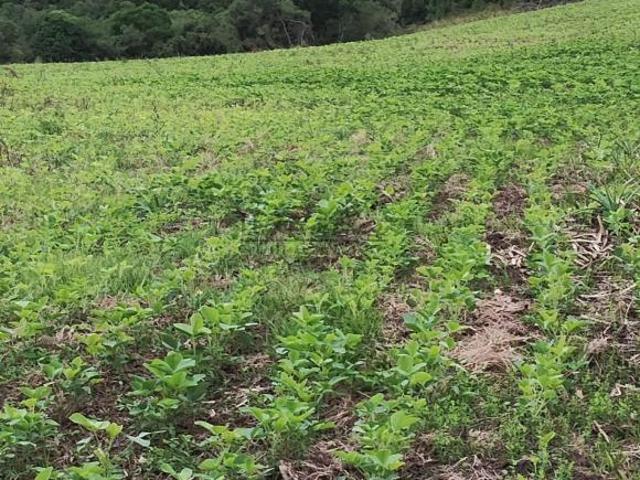 Sítio e chácara venda em Região Geográfica Imediata de Santa Cruz do Sul, Encruzilhada do Sul