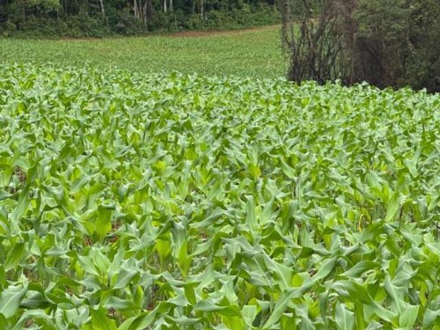 Sítio e chácara venda em Centro, Entre Rios de Minas
