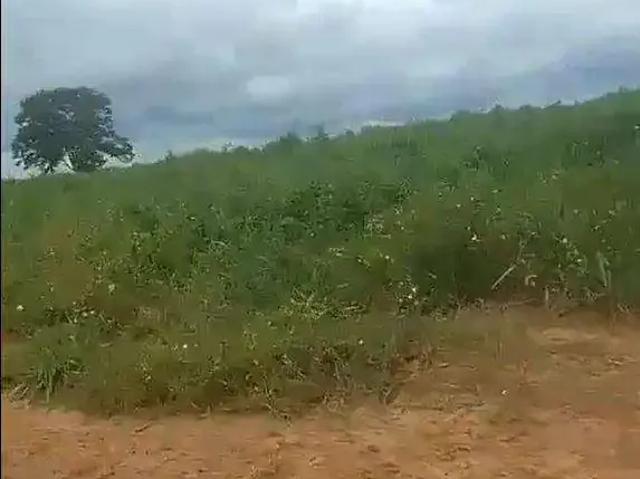 Fazenda venda em Região Geográfica Imediata de Sinop, Feliz Natal