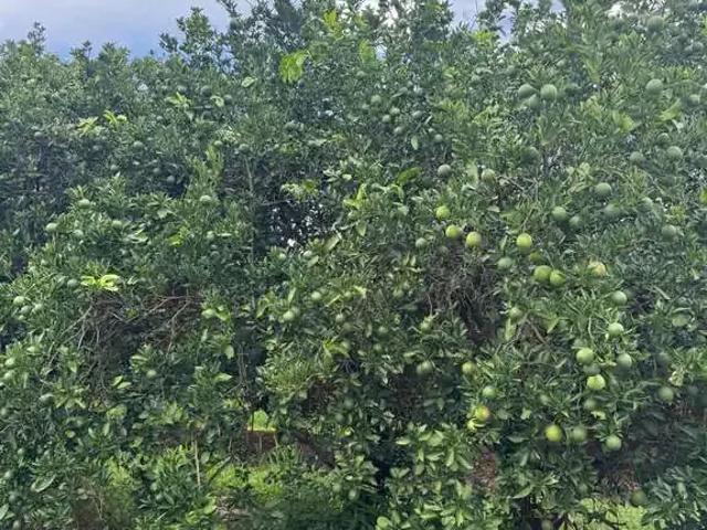Fazenda venda em Região Imediata de Fernandópolis, Fernandópolis