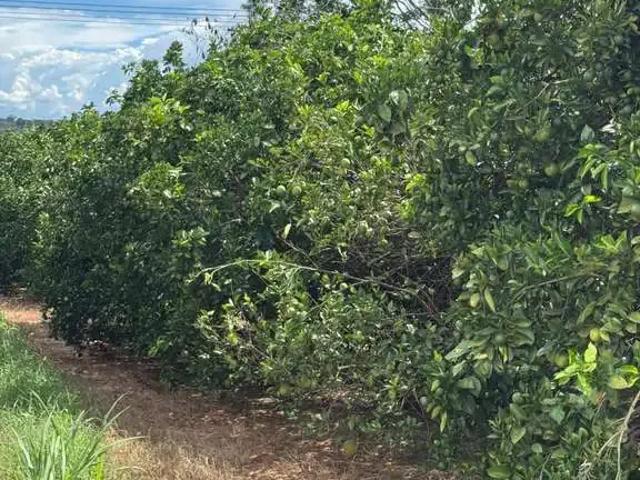 Fazenda venda em Região Imediata de Fernandópolis, Fernandópolis