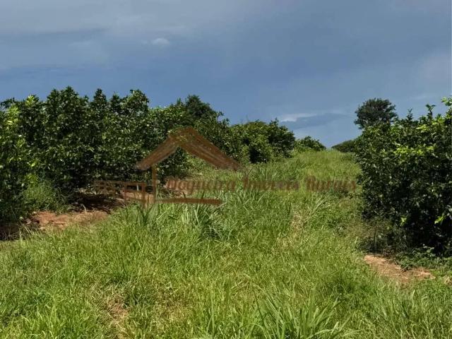 Fazenda venda em Região Imediata de Fernandópolis, Fernandópolis