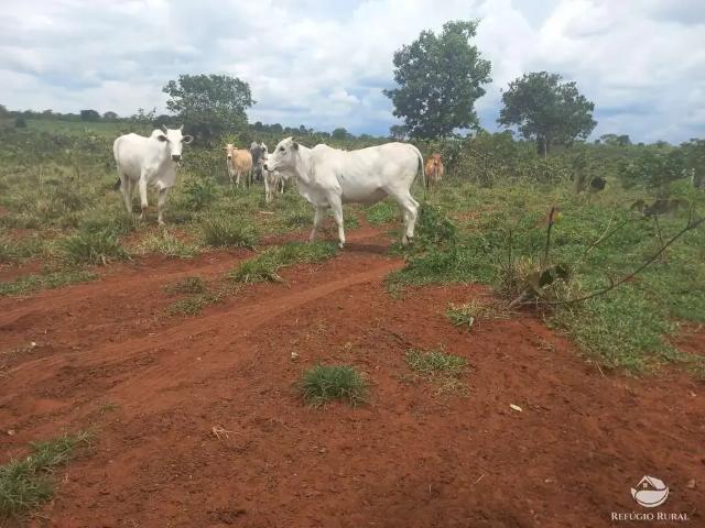 Fazenda venda em Região Geográfica Imediata de Ponta Porã, Ponta Porã