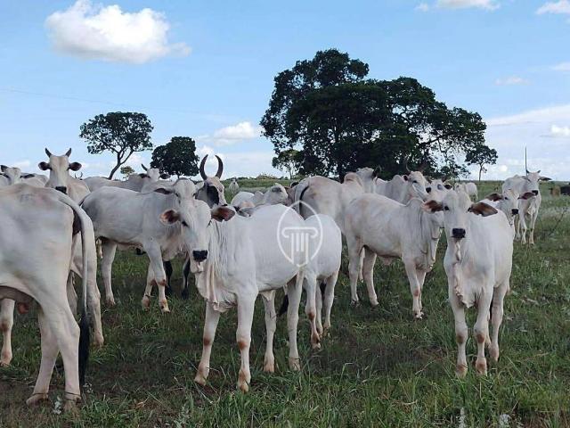 Fazenda venda em Plano Piloto, Região Geográfica Intermediária do Distrito Federal