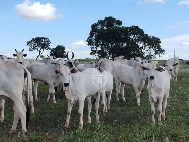 Fazenda venda em Região Geográfica Imediata do Distrito Federal, Região Integrada de Desenvolvimento do Distrito Federal e Entorno